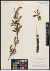 Foto von Salix discolor Muhl.